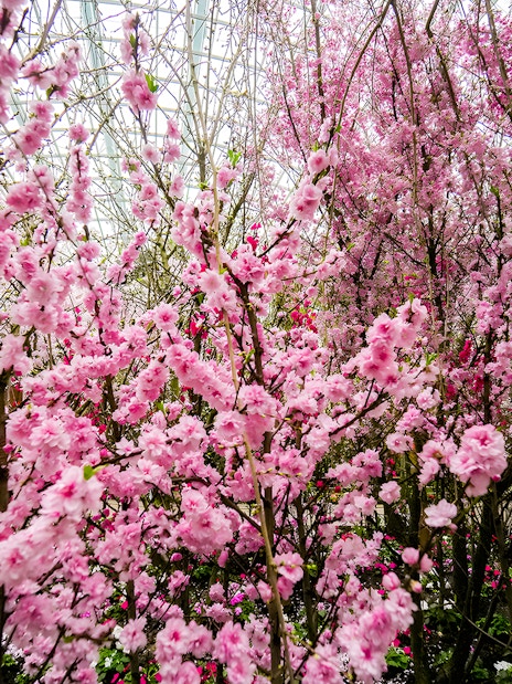 Cherry blossoms in full bloom at Gardens by the Bay, Singapore.