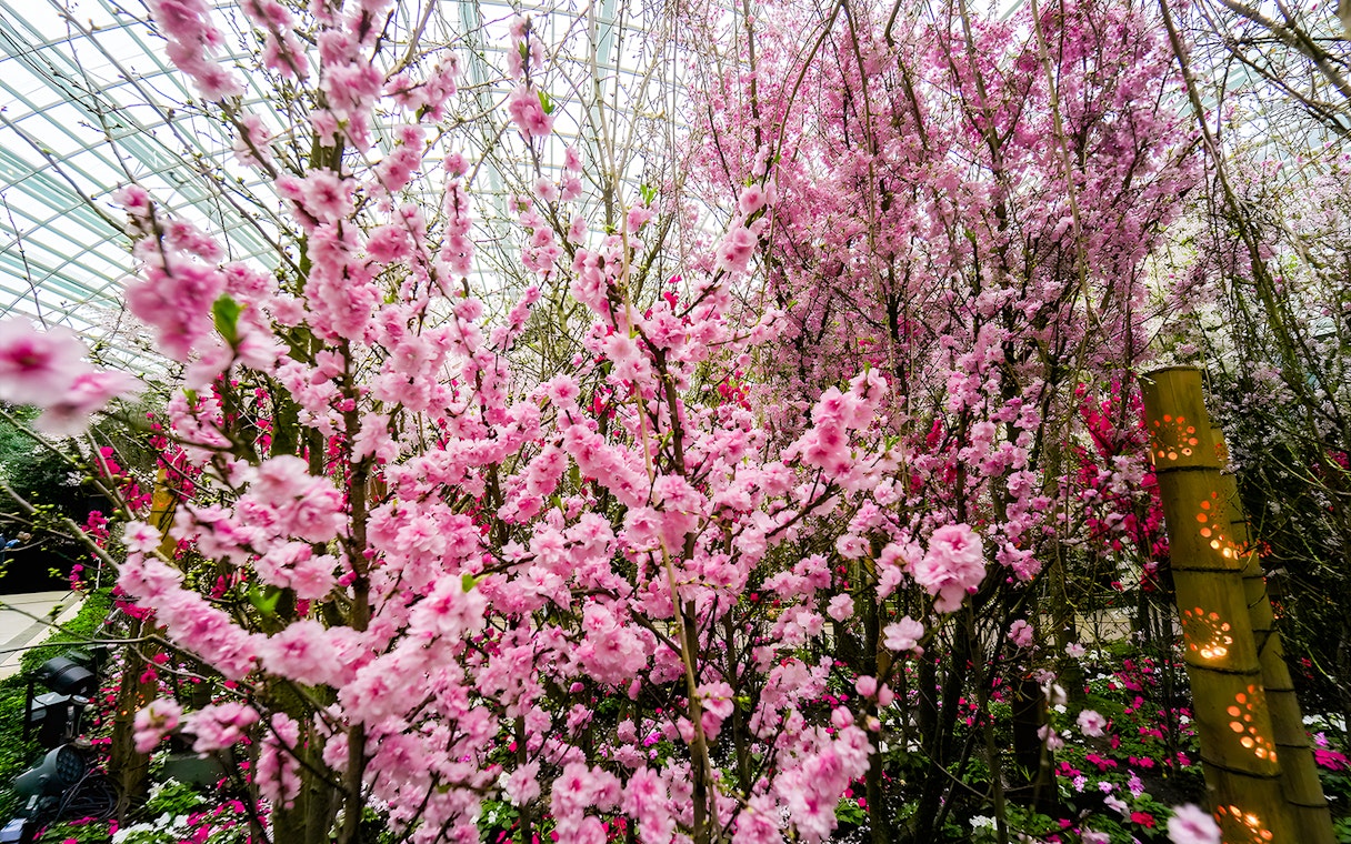Cherry blossoms in full bloom at Gardens by the Bay, Singapore.