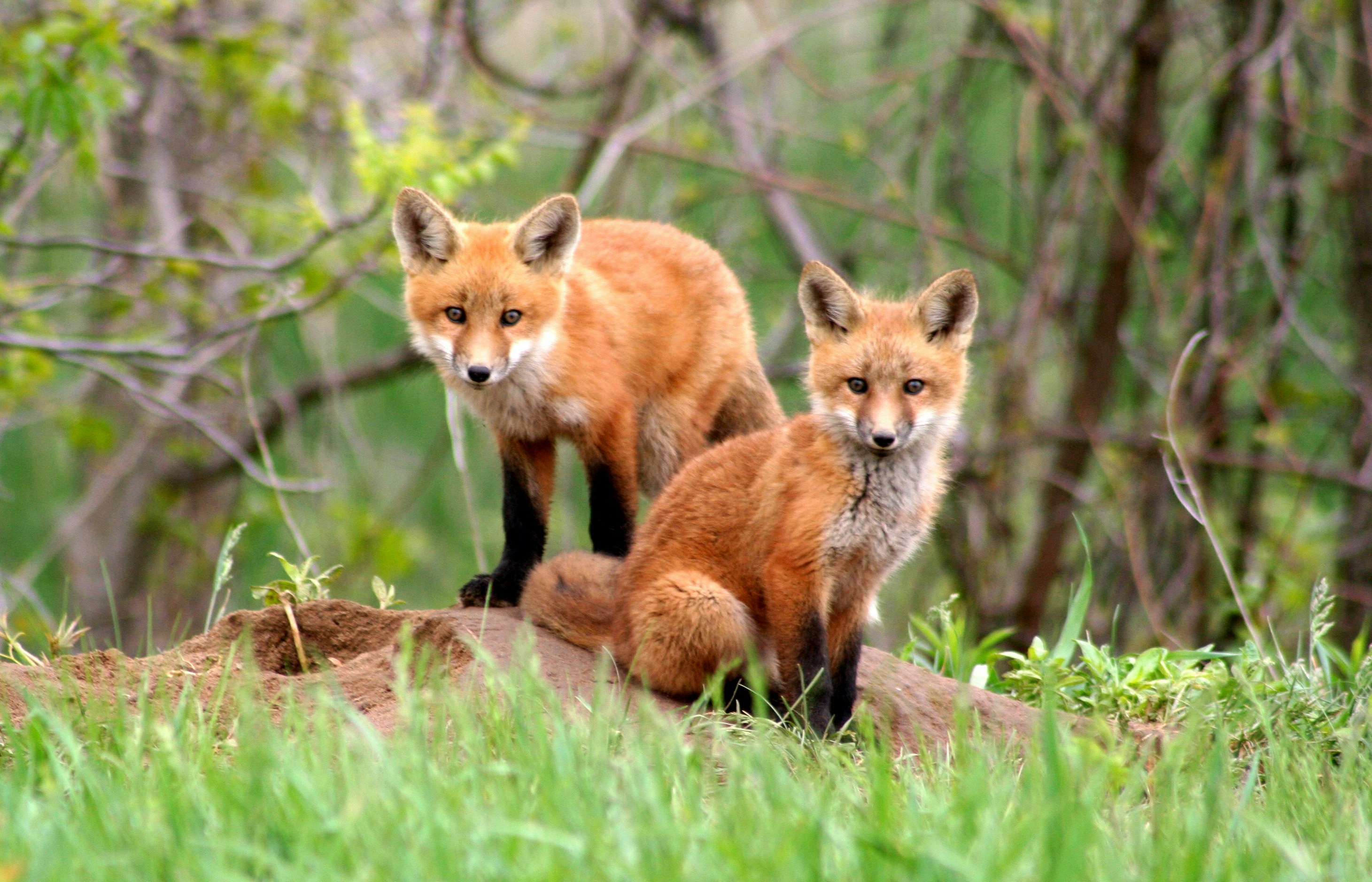 Red foxes in a snowy forest at Hohenbruch, Germany.