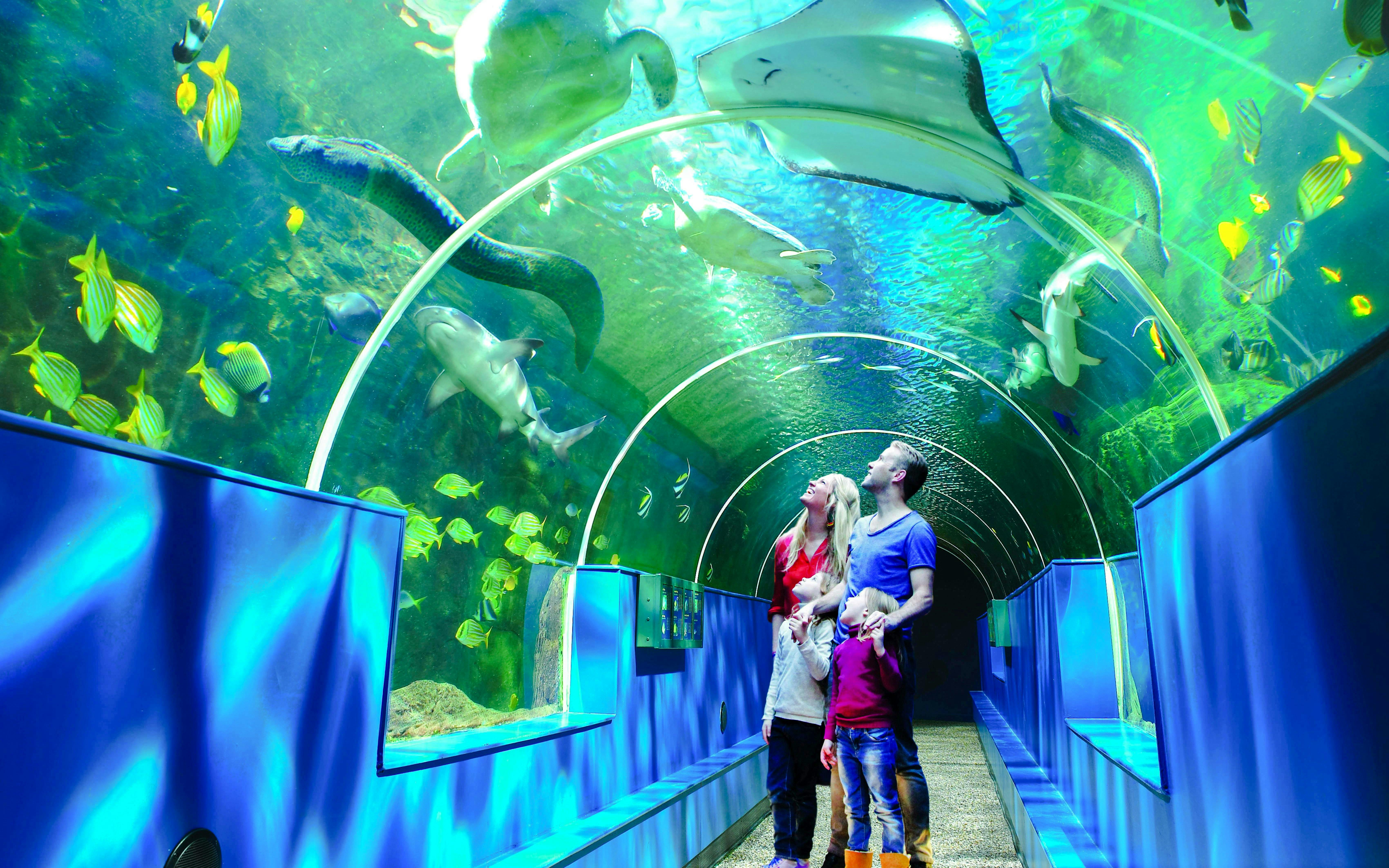 Family walking through aquarium tunnel at Bournemouth Oceanarium, surrounded by fish and marine life.
