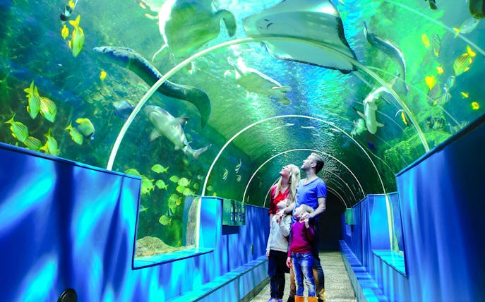 Family walking through aquarium tunnel at Bournemouth Oceanarium, surrounded by fish and marine life.