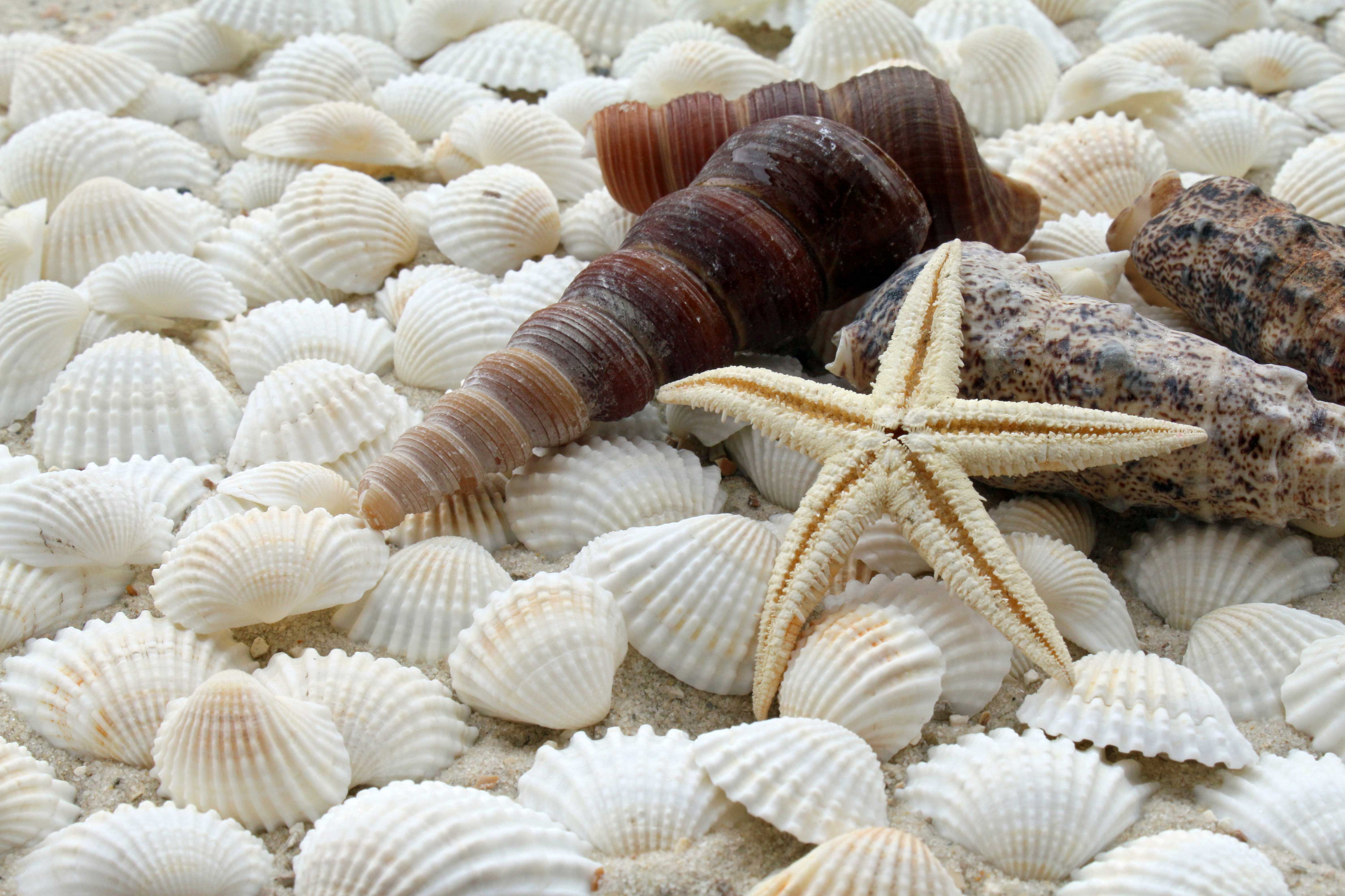 Seashells and starfish on sandy beach, ocean-themed souvenir.