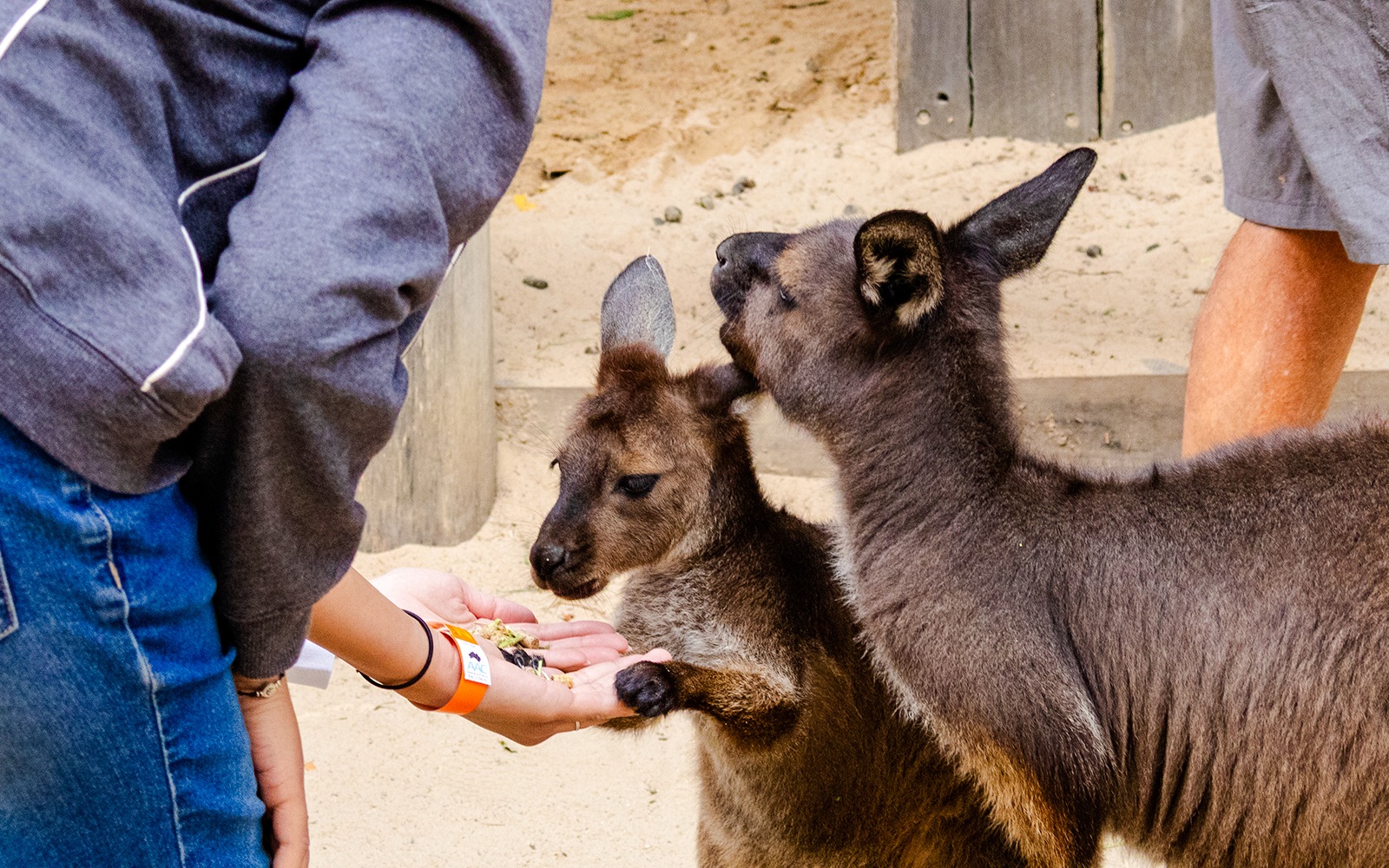 Feeding kangaroos at Featherdale Wildlife Park, Australia.