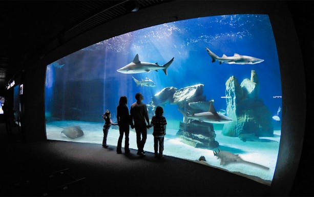 Family observing sharks and rays at Aquarium of Genoa.