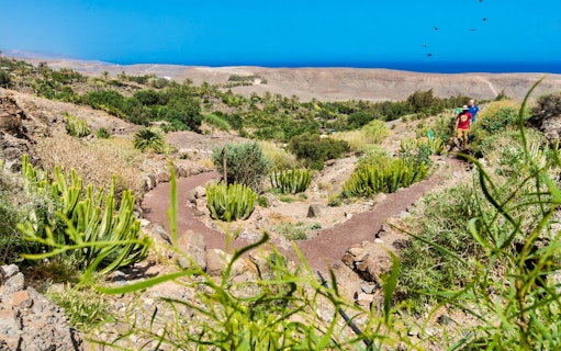 Pathway through desert landscape at Oasis Wildlife Fuerteventura with cacti and distant ocean view.