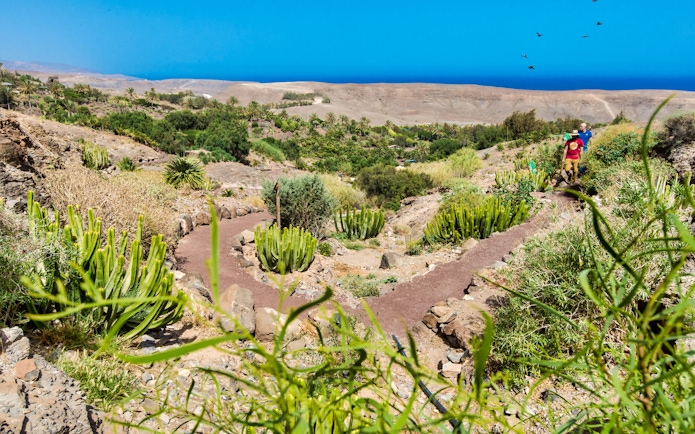 Pathway through desert landscape at Oasis Wildlife Fuerteventura with cacti and distant ocean view.