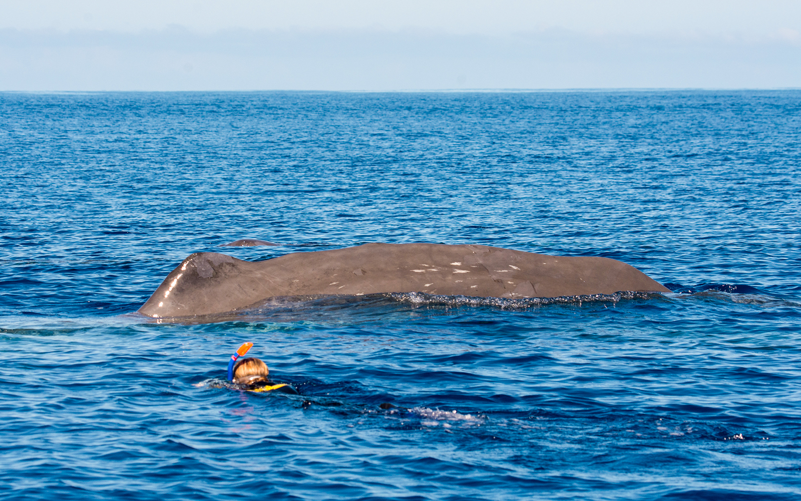 Snorkeler near a sperm whale in the waters of Tenerife.