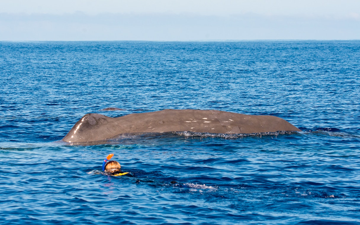 Snorkeler near a sperm whale in the waters of Tenerife.