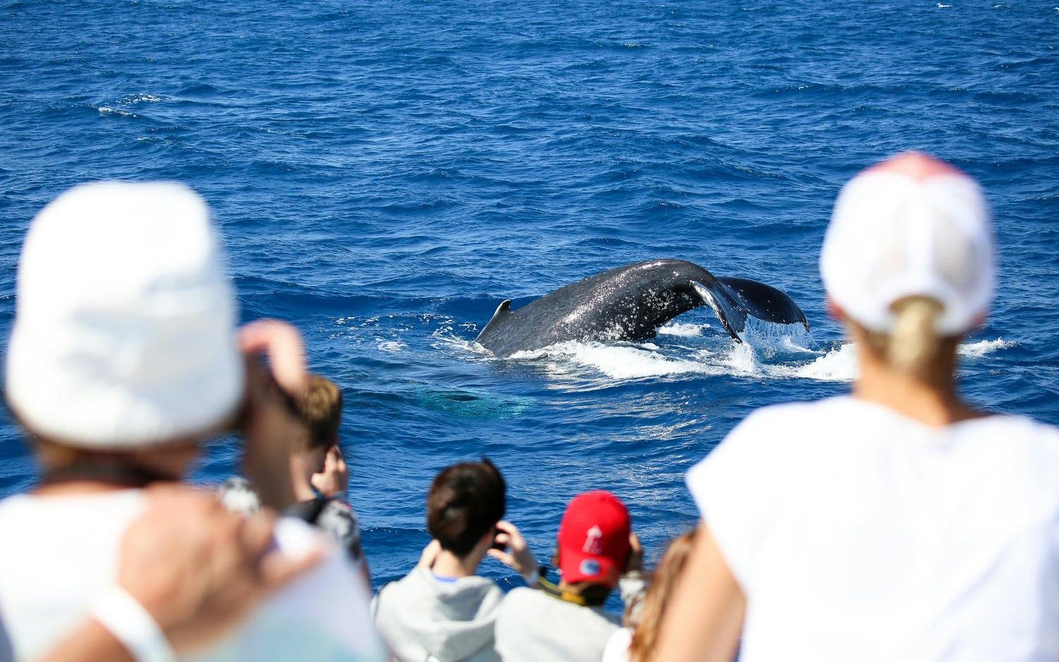 Whale tail visible during Cairns to Fitzroy Island guided cruise.