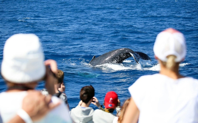 Whale tail visible during Cairns to Fitzroy Island guided cruise.