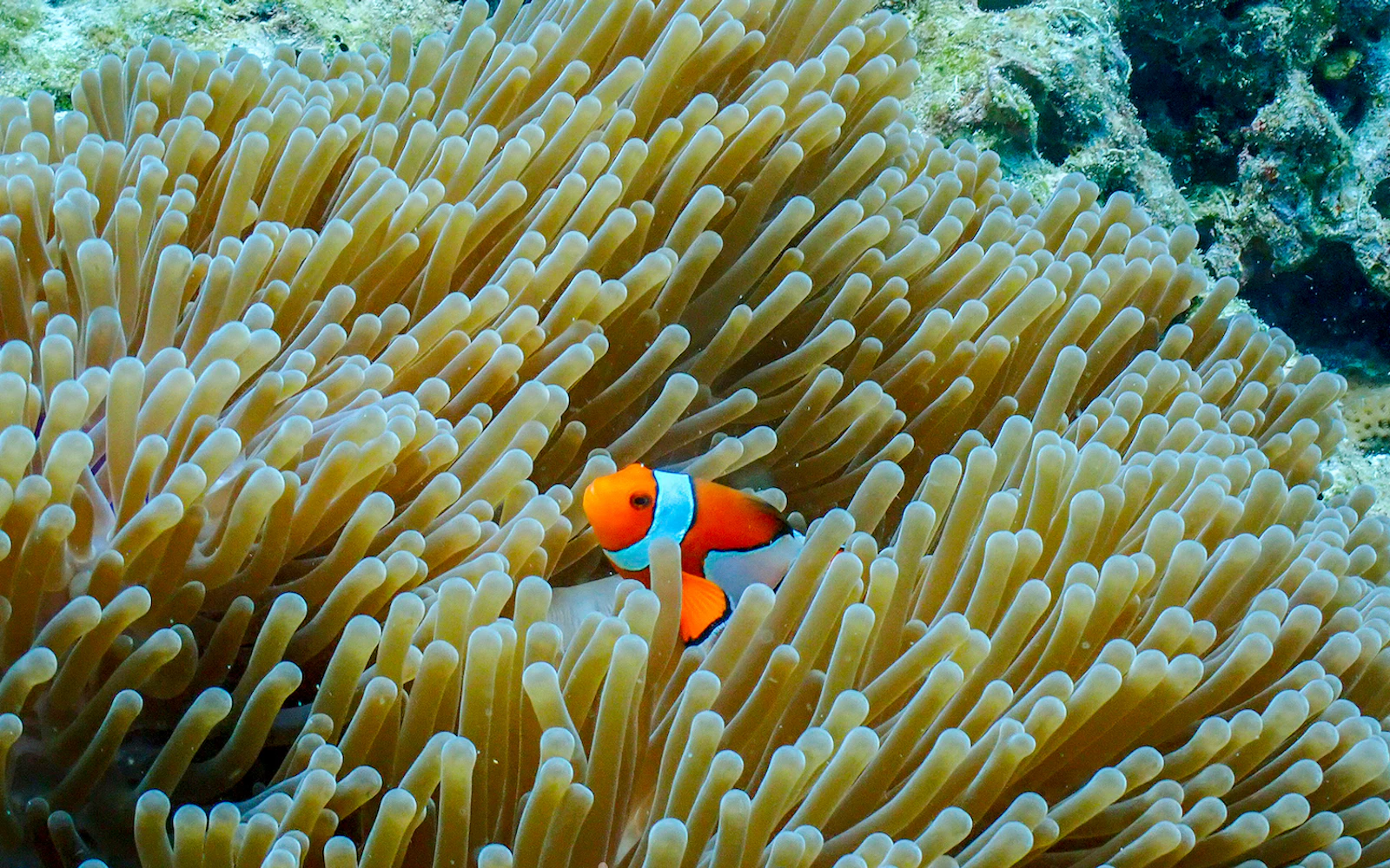 Surin Islands & Moken Village Snorkeling Day Tour From Phuket or Khao Lak