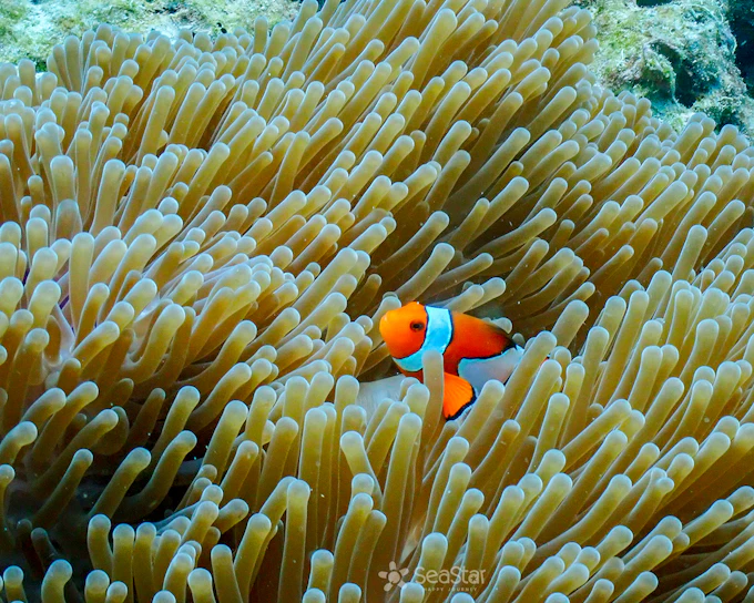 Surin Islands & Moken Village Snorkeling Day Tour From Phuket or Khao Lak