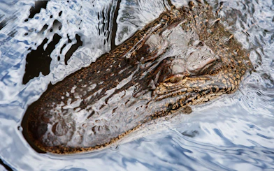 Alligator swimming in a swamp during a Small Airboat Swamp Adventure Tour from New Orleans.