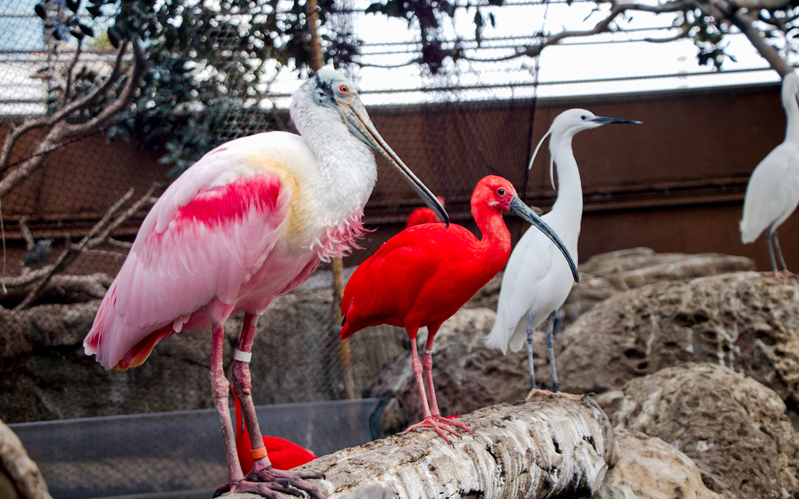 Birds at Oceanografic Valencia lakes, including a pink spoonbill and red ibis.