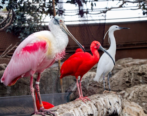 Birds at Oceanografic Valencia lakes, including a pink spoonbill and red ibis.