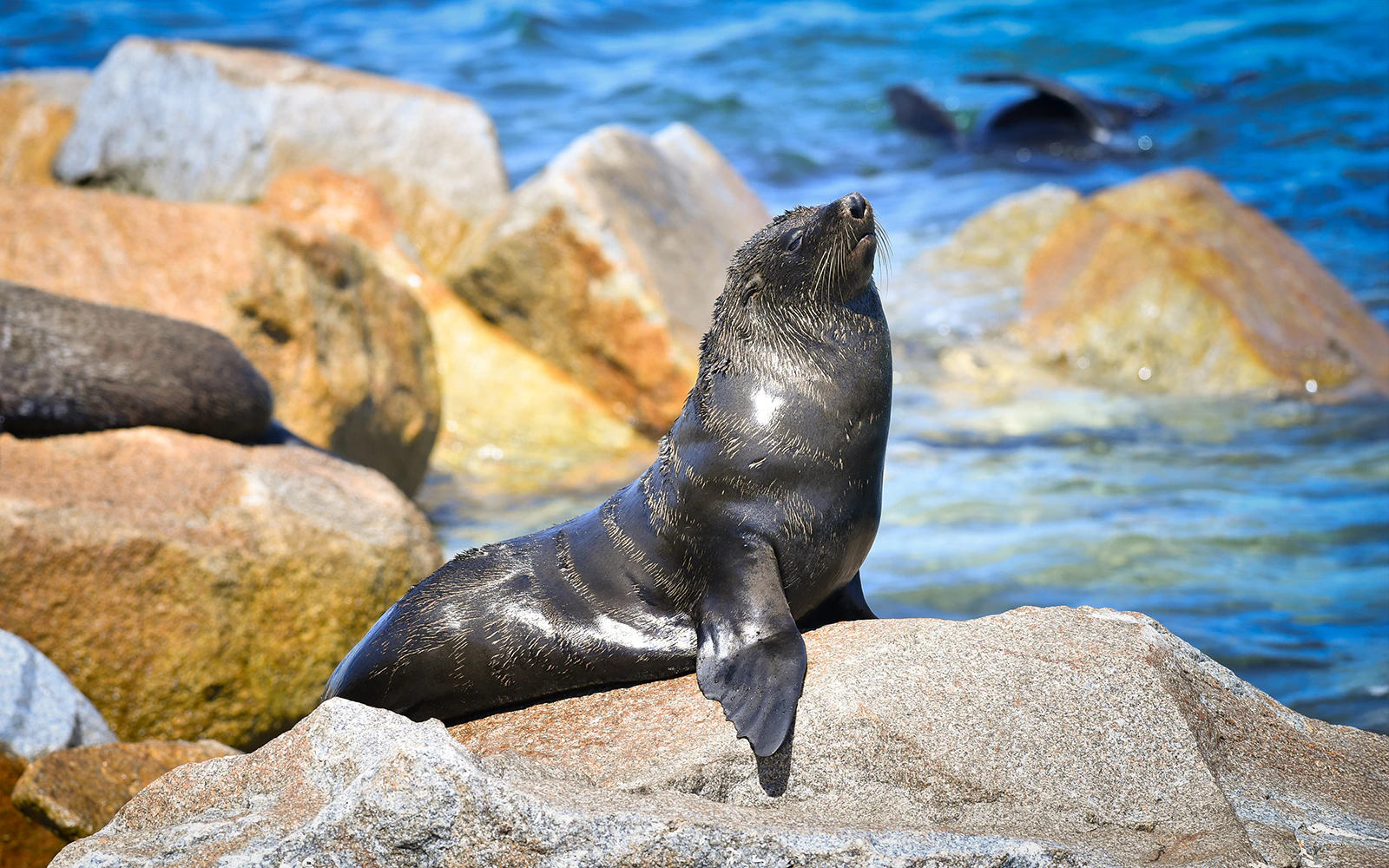 Australian Fur Seal