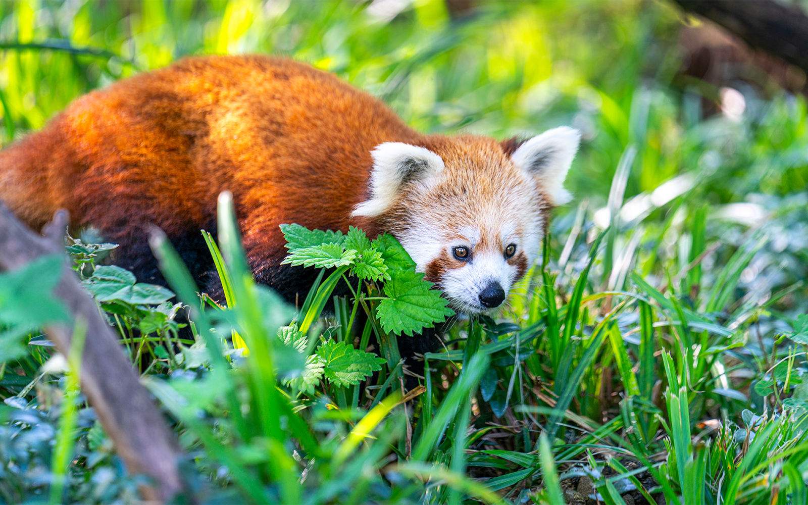 Red panda in Rotterdam Zoo's Asian Corridors exhibit.
