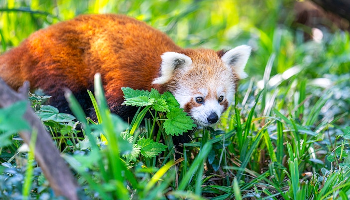 Red panda in Rotterdam Zoo's Asian Corridors exhibit.