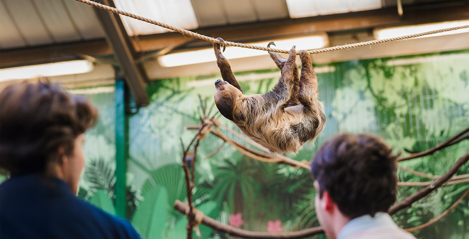 Linne's two-toed sloth hanging from a rope at Edinburgh Zoo exhibit.