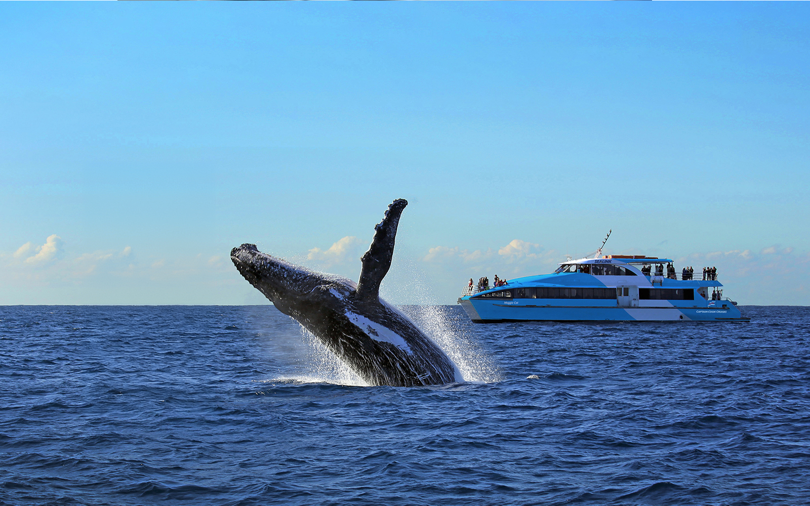 Sydney whale-watching cruises