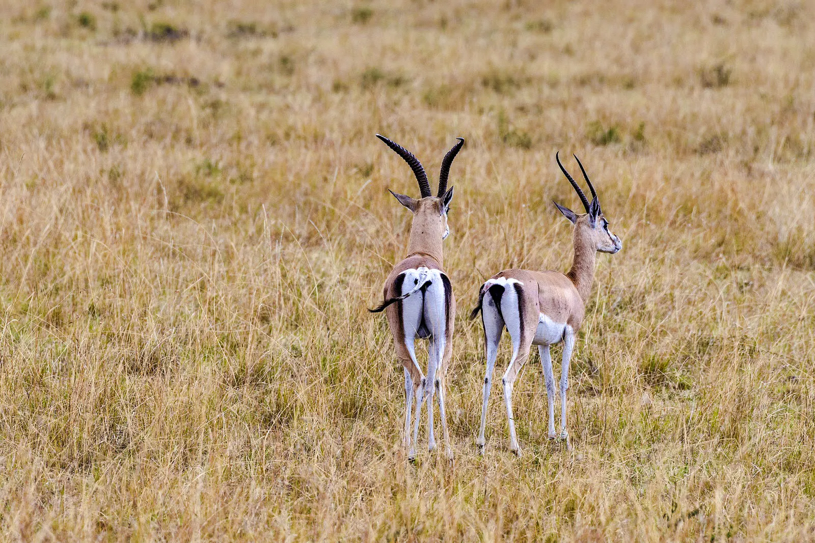 Two antelopes standing in the grasslands of Masai Mara during a safari from Nairobi.