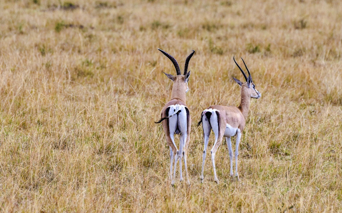 Two antelopes standing in the grasslands of Masai Mara during a safari from Nairobi.