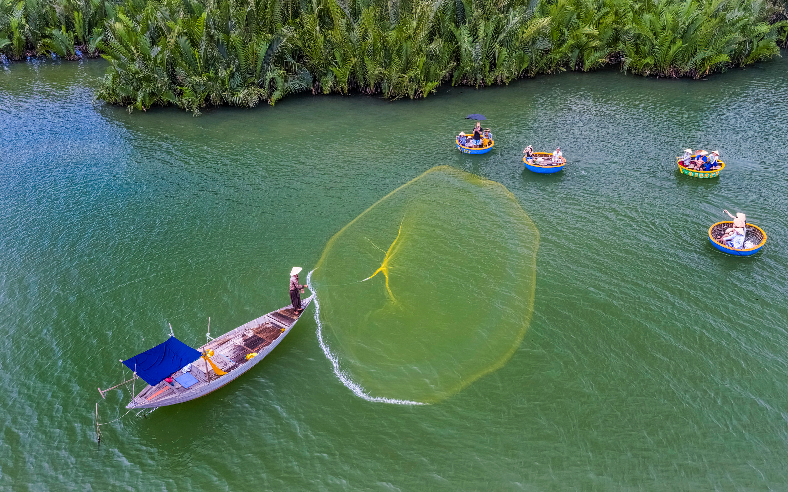 Fisherman casting net from boat near basket boats in coconut water mangrove forest.