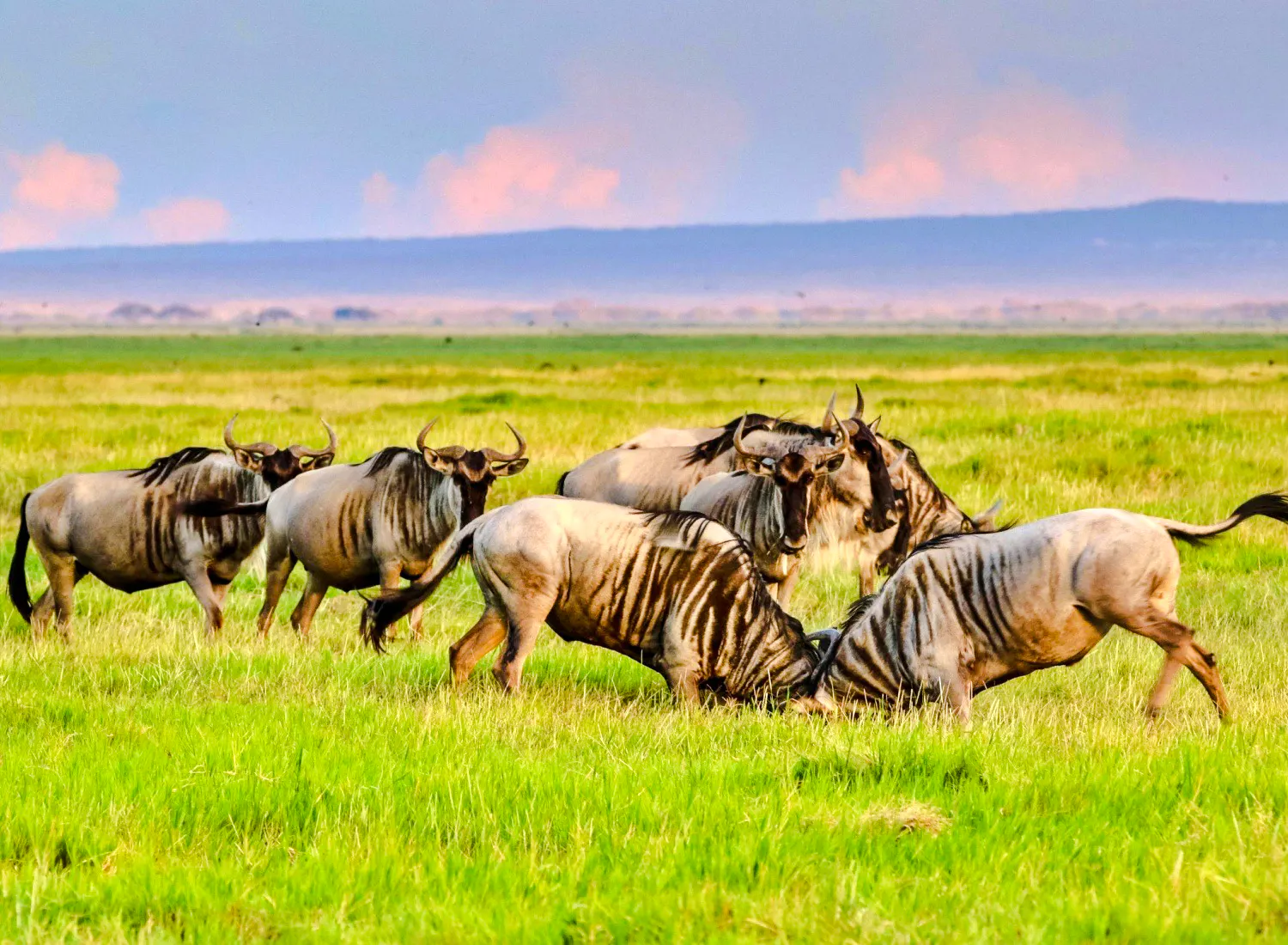 Wildebeest grazing on Maasai Mara plains during group safari from Nairobi.