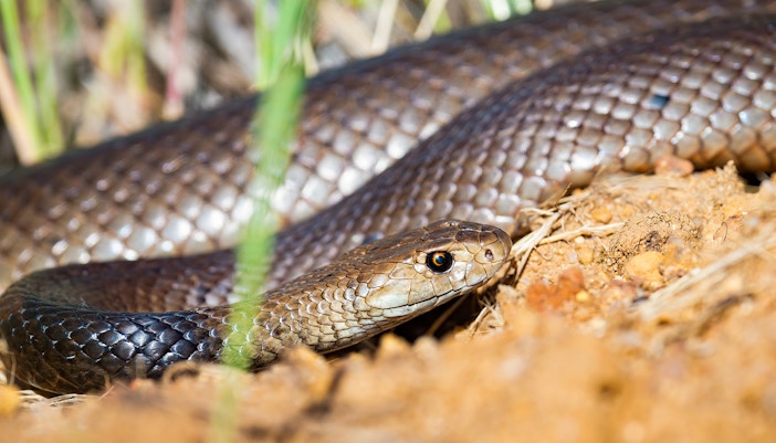 Dugite snake coiled on sandy ground in natural habitat.