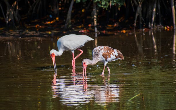 Two ibises wading in a Tampa Bay wetland.