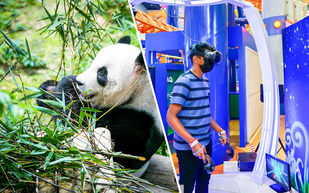 Panda eating bamboo at Zoo Negara and person using VR at Berjaya Times Square Theme Park.