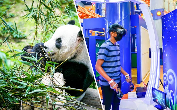Panda eating bamboo at Zoo Negara and person using VR at Berjaya Times Square Theme Park.