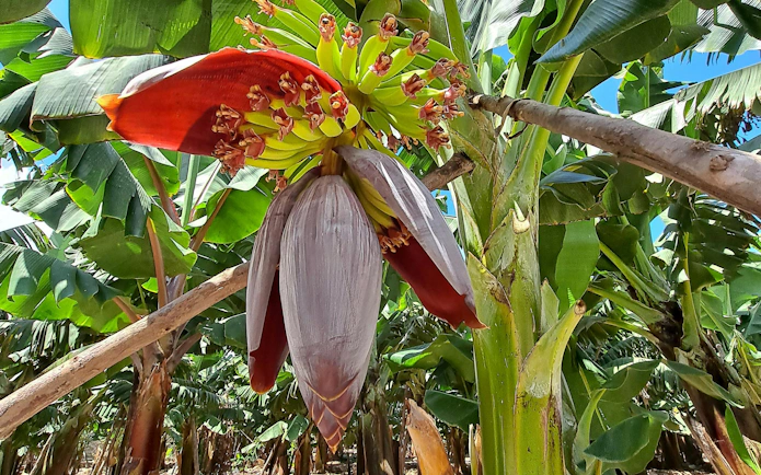Banana plant with flower and leaves in Gran Canaria plantation.