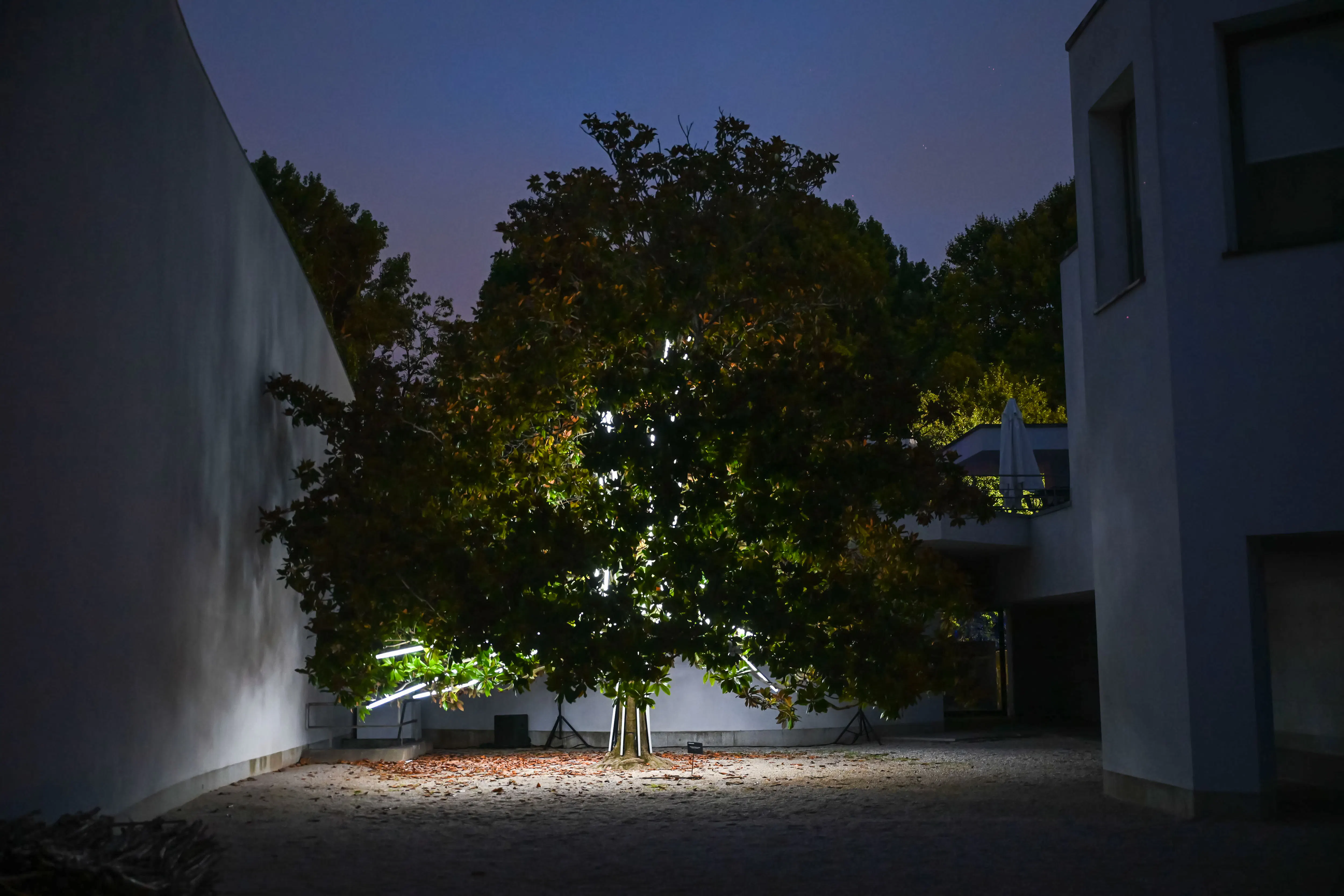 billetter til «serralves in light 2026»-19