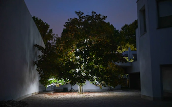 „serralves in light 2026“ – tickets-19