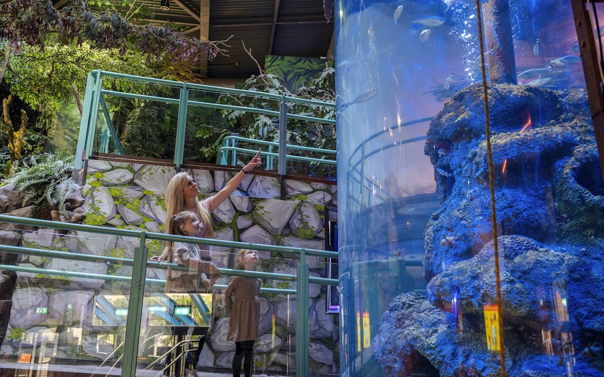 Guests observing fish in a large aquarium at SEA LIFE Birmingham.