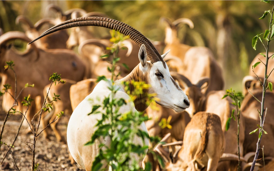 Antelope herd at Oasis Wildlife Fuerteventura.