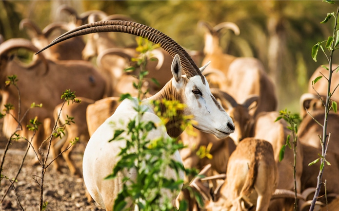 Antelope herd at Oasis Wildlife Fuerteventura.