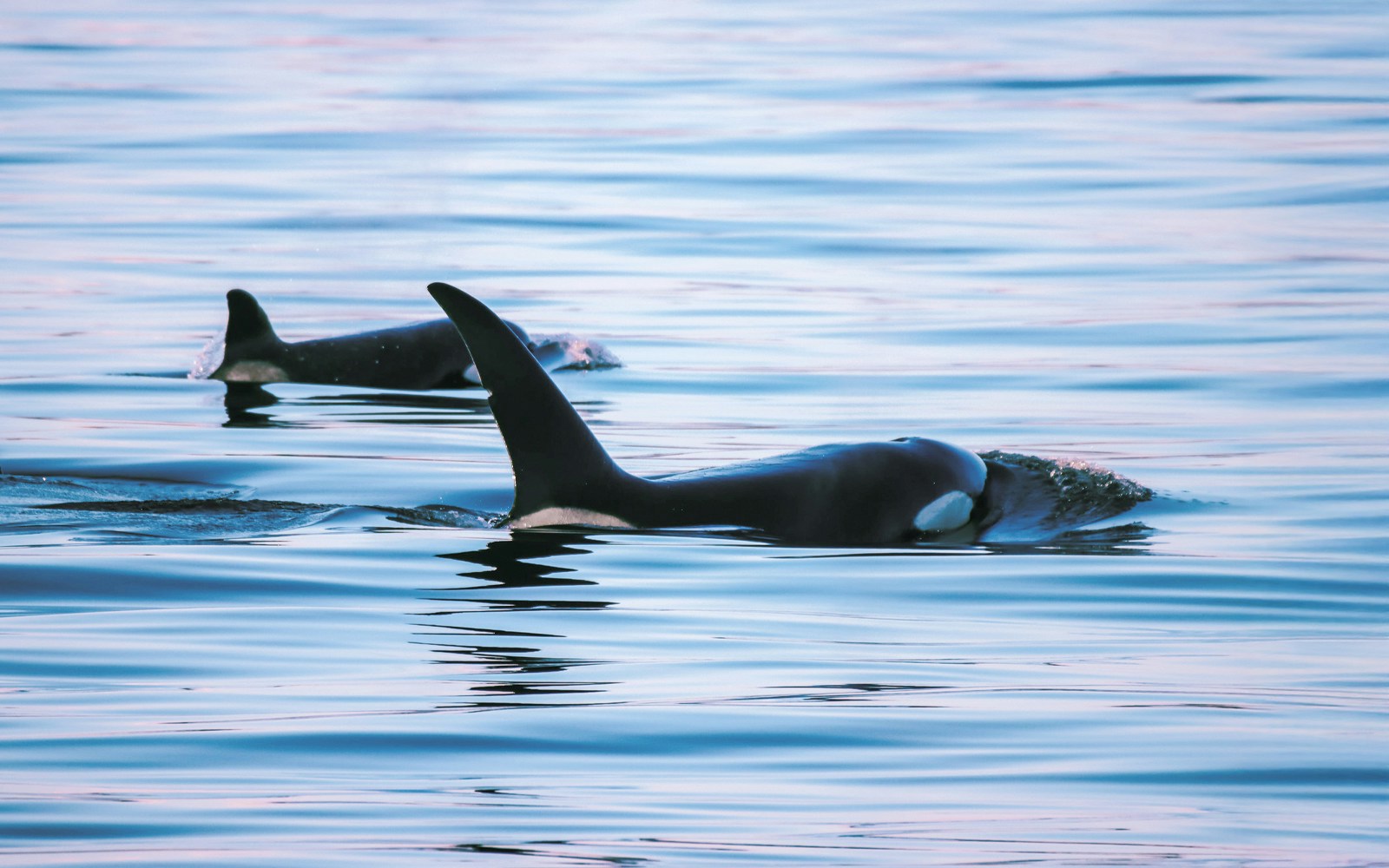Orcas swimming in the ocean during a Vancouver whale watching tour.