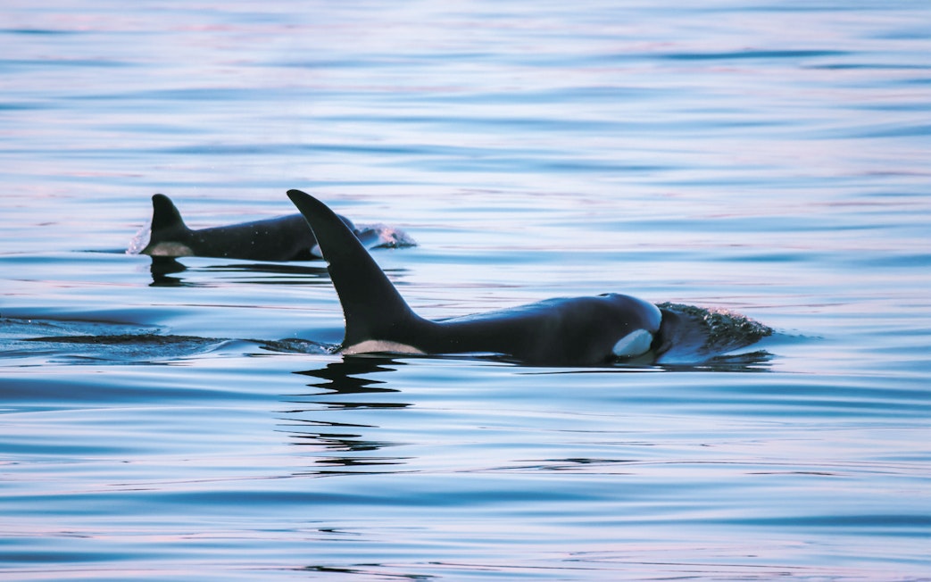 Two orcas swimming in the ocean.