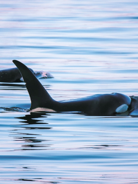 Two orcas swimming in the ocean.