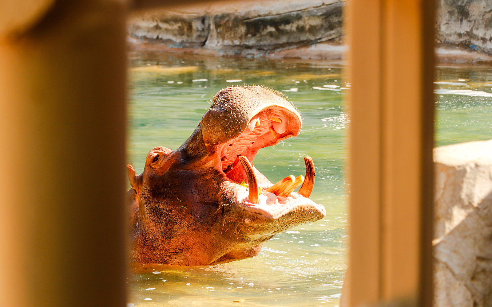 Hippopotamus with open mouth in a water enclosure.