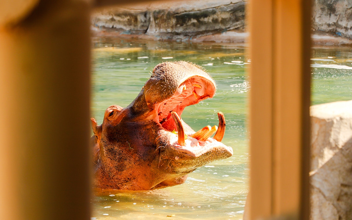 Hippopotamus with open mouth in a water enclosure.
