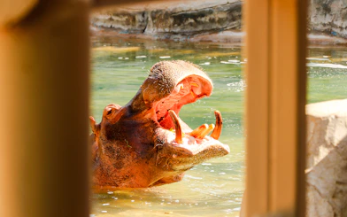 Hippopotamus with open mouth in a water enclosure.