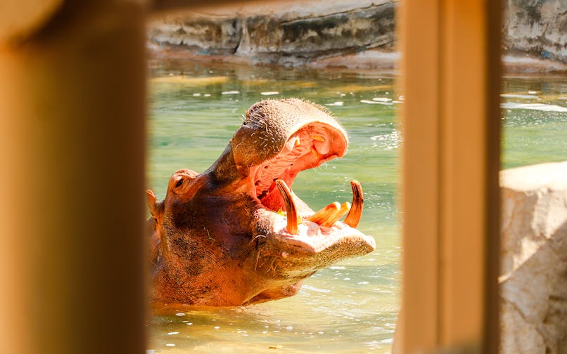 Hippopotamus with open mouth in a water enclosure.