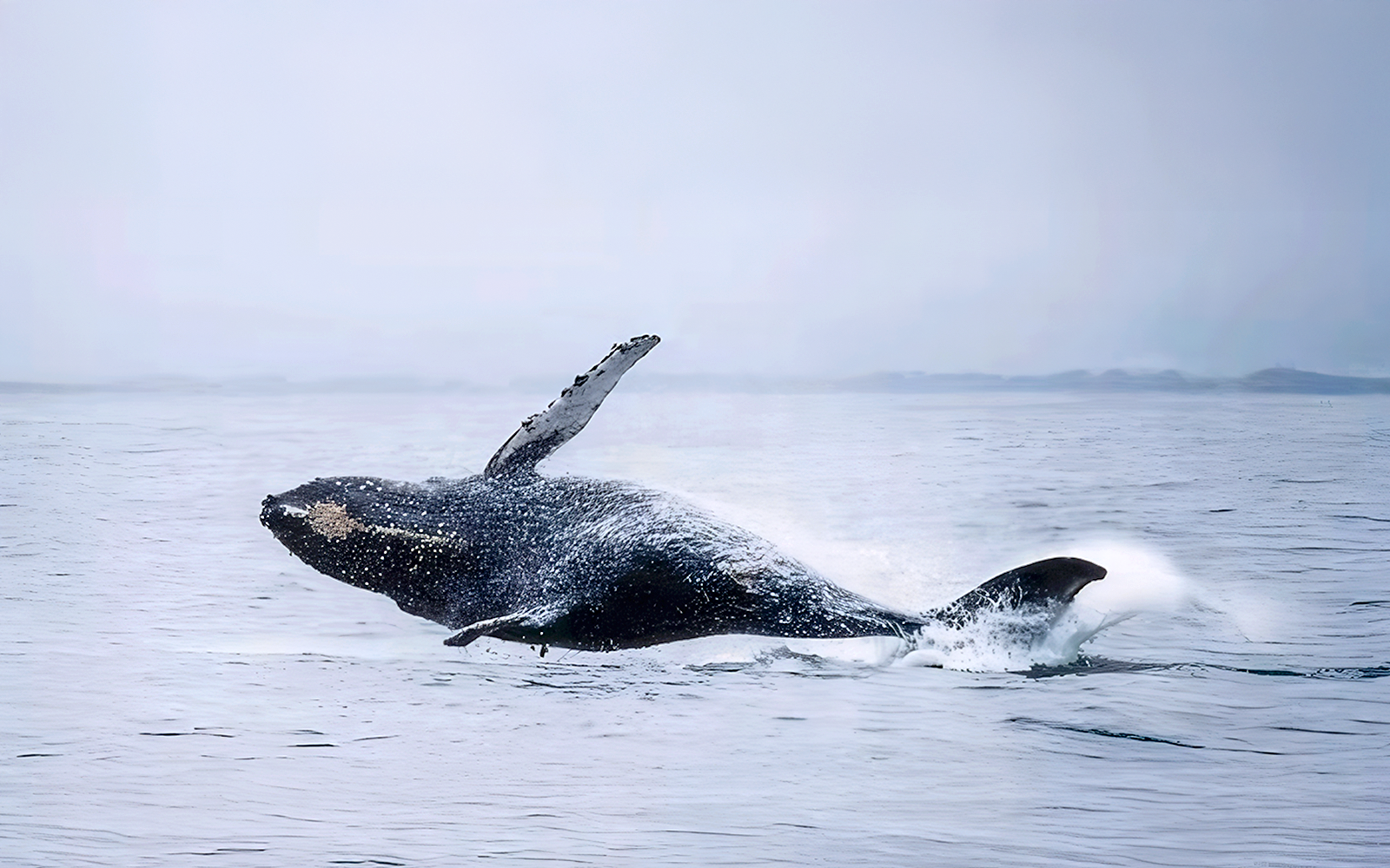 Whale breaching during motor catamaran tour in open ocean.