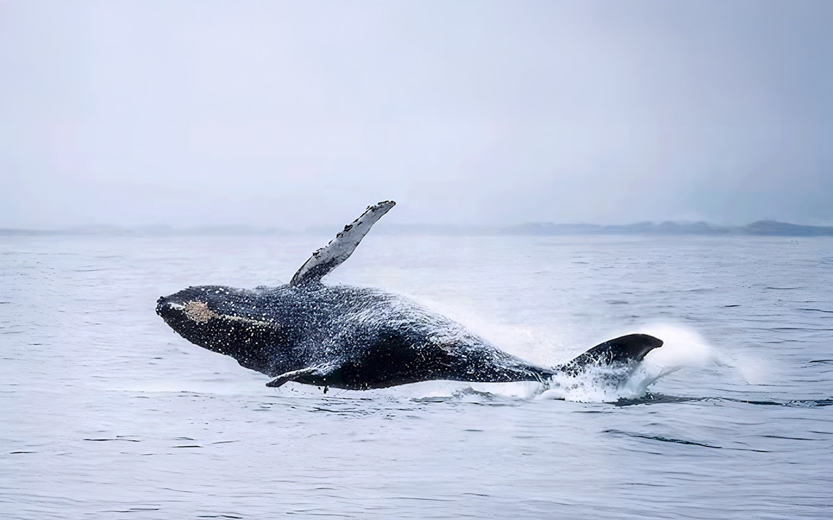 Whale breaching during motor catamaran tour in open ocean.