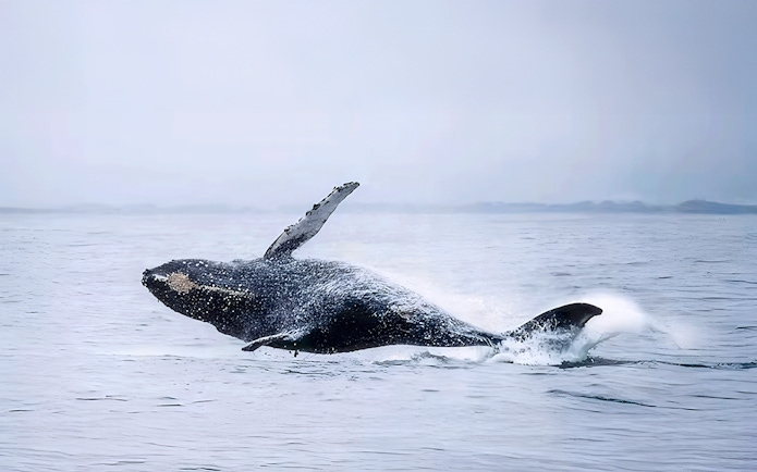 Whale breaching during motor catamaran tour in open ocean.
