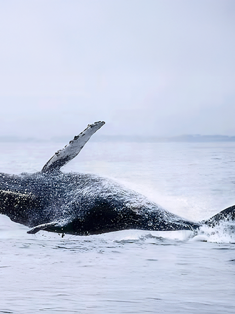 Whale breaching during motor catamaran tour in open ocean.
