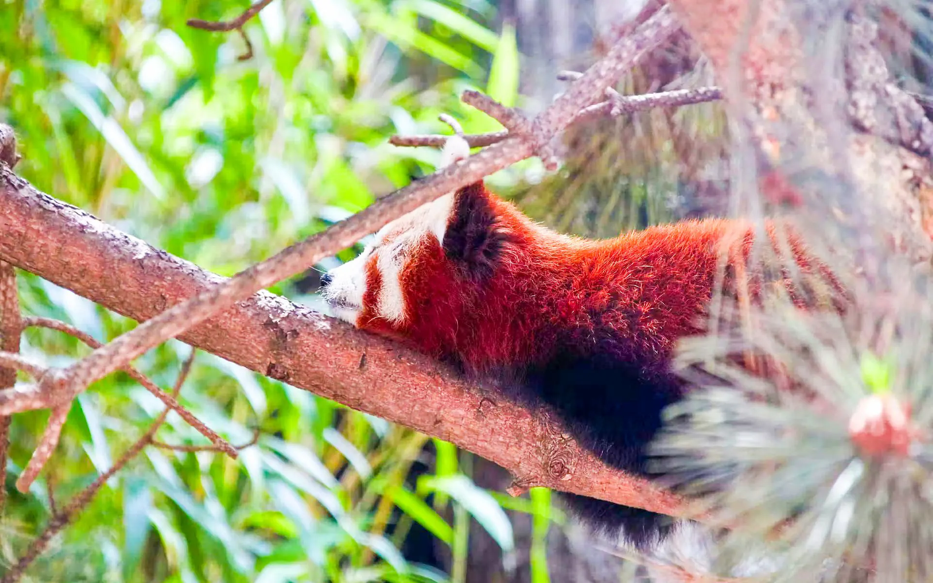 Red panda resting on a branch at Dujiangyan Panda Valley.